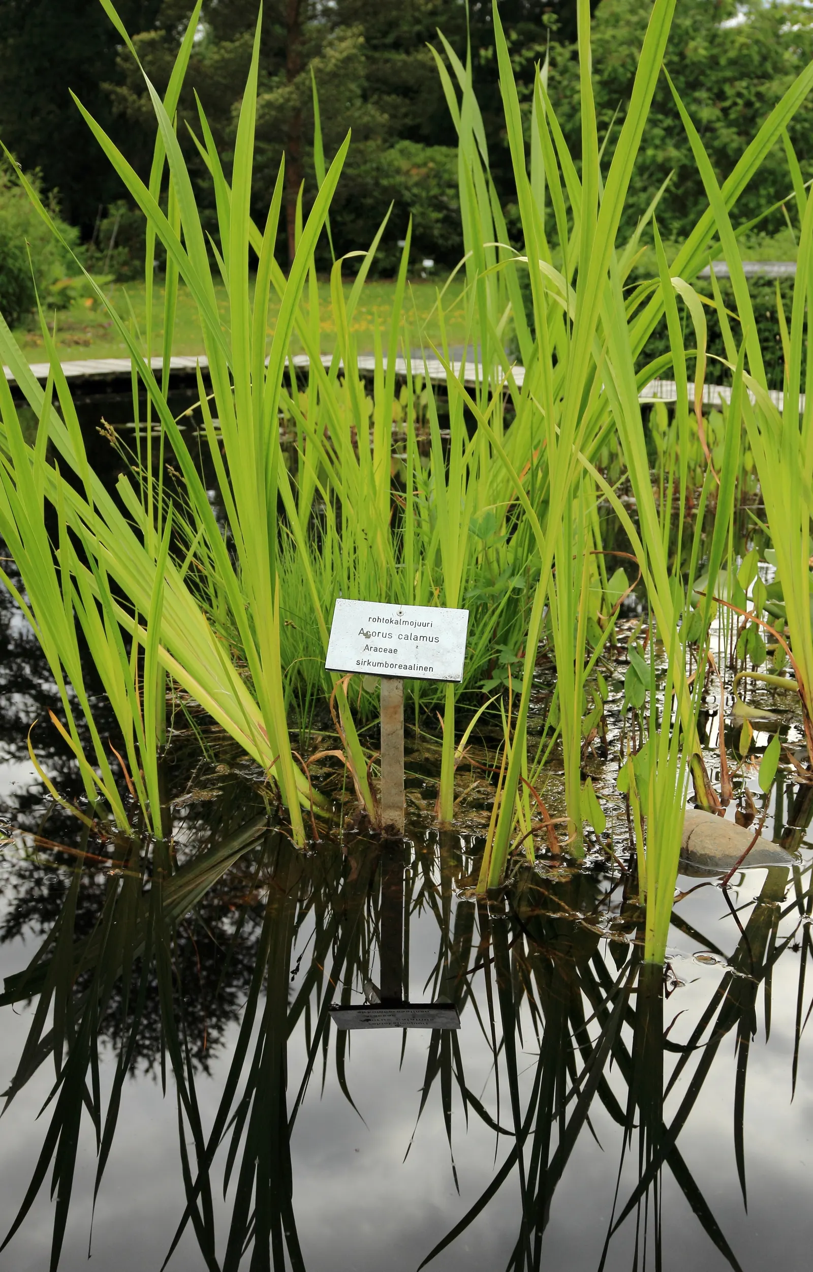 Sweet Flag (Acorus Calamus) — Sweet Flag (Acorus calamus) is a perennial marsh plant featuring sword-shaped leaves and a fragrant