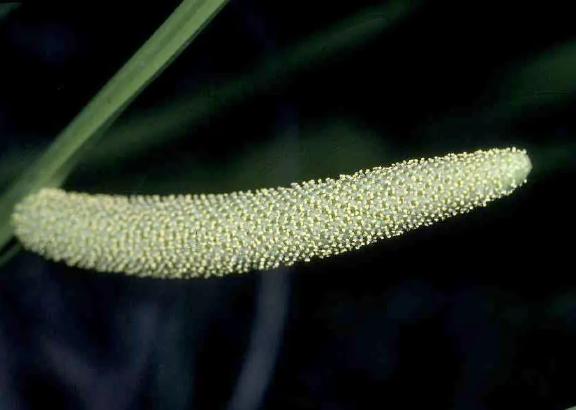 Sweet Flag (Acorus Calamus) — grass for half or shade