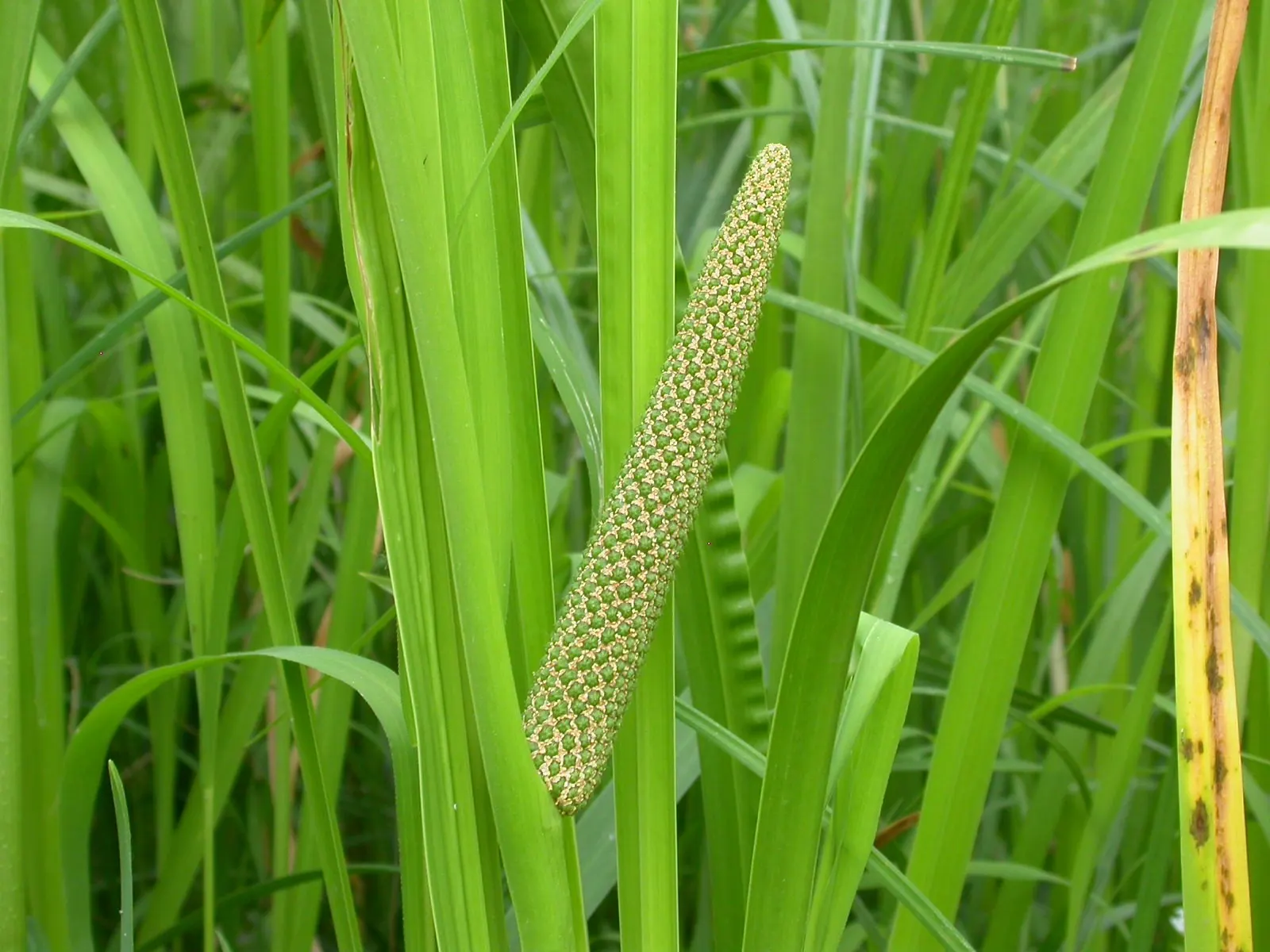 Sweet Flag (Acorus Calamus) — Hailing from the Acoraceae family