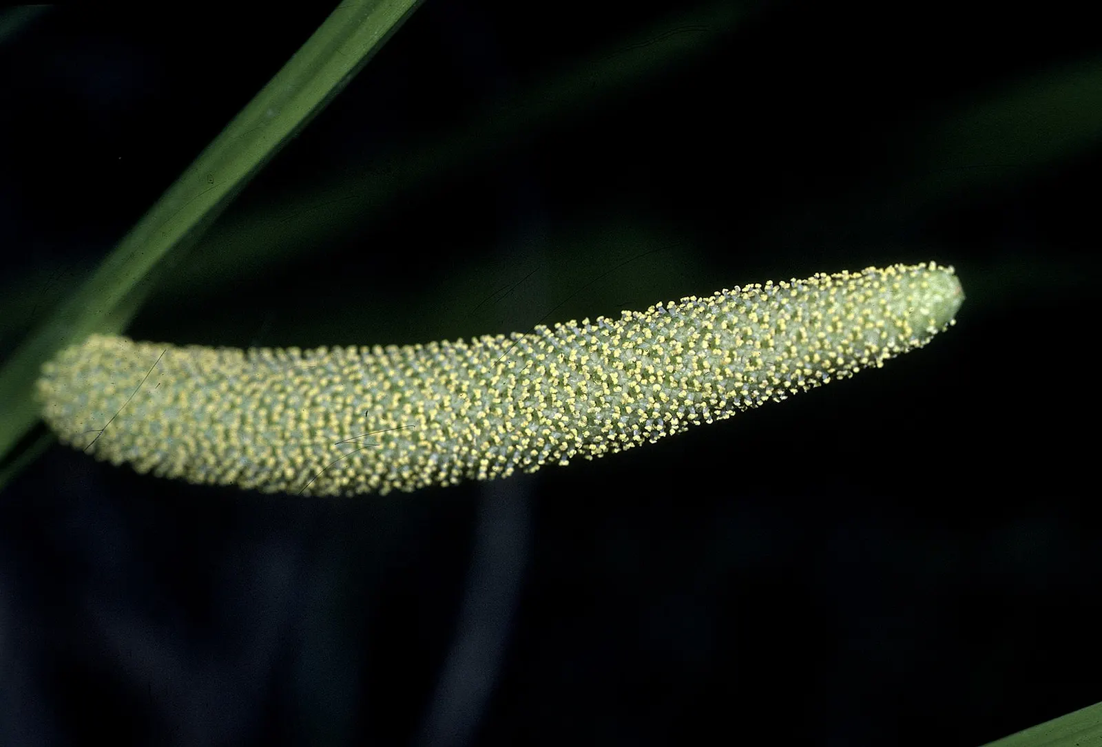 Sweet Flag (Acorus Calamus) — preferring full sun to part shade