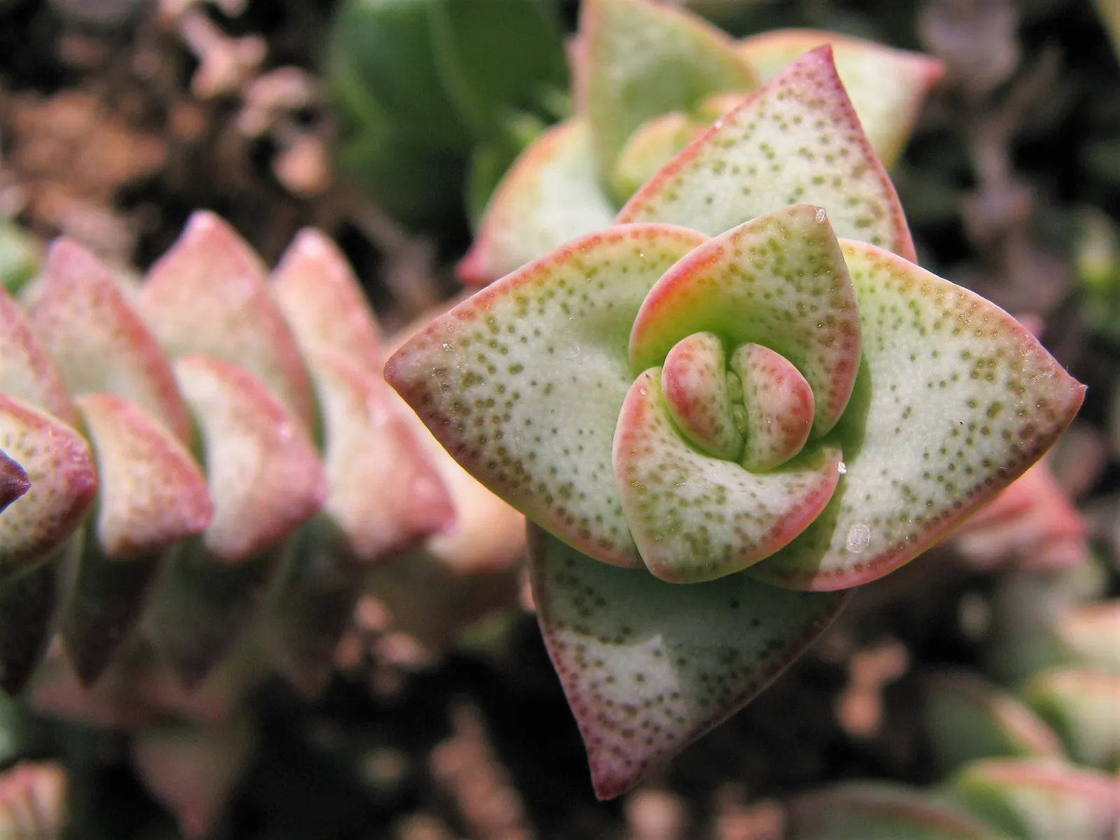 Necklace Vine (Crassula Perforata) — as overwatering can lead to root rot.<br><br>Although Crassula perforata is low-maintenance