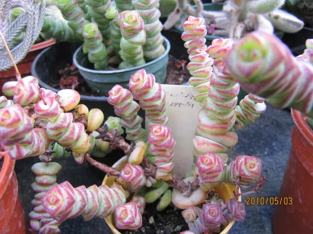 Necklace Vine (Crassula Perforata) — creating a visual impression reminiscent of a beaded necklace; scientifically known as Crassula perforata
