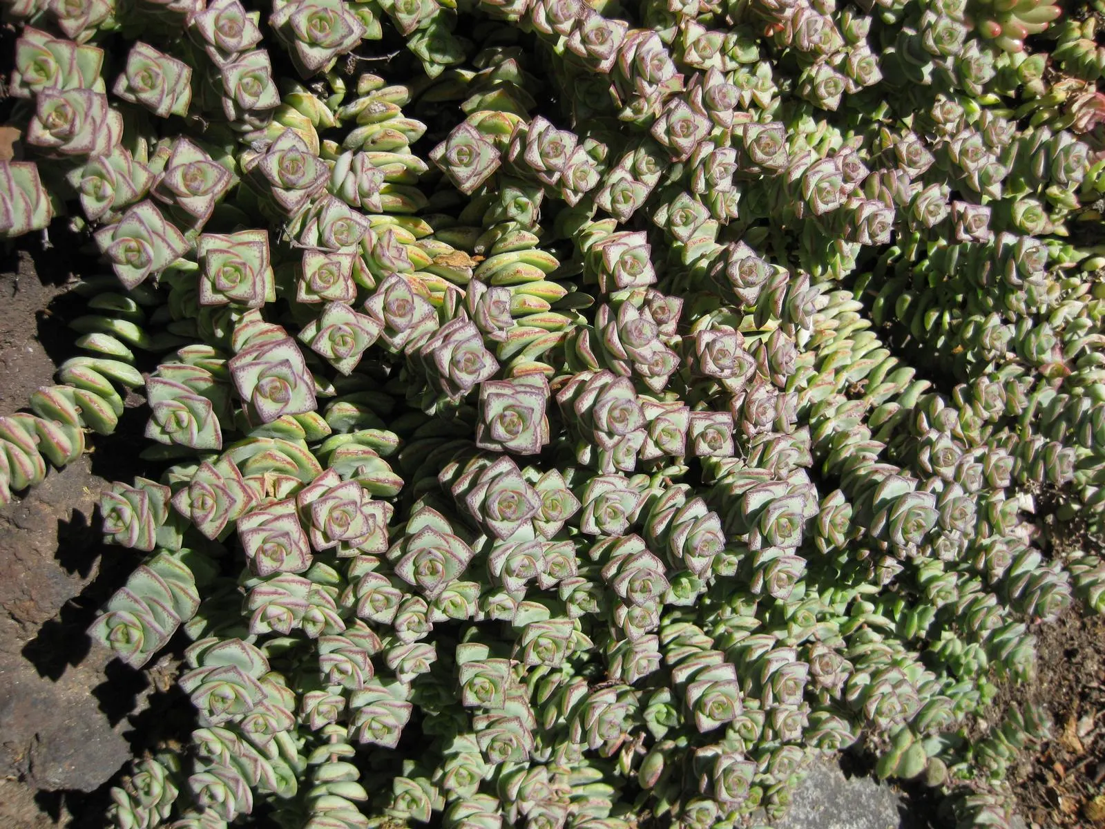 Necklace Vine (Crassula Perforata) — make the Necklace Vine a desirable and conversation-inspiring addition to any landscape design; creating a visual