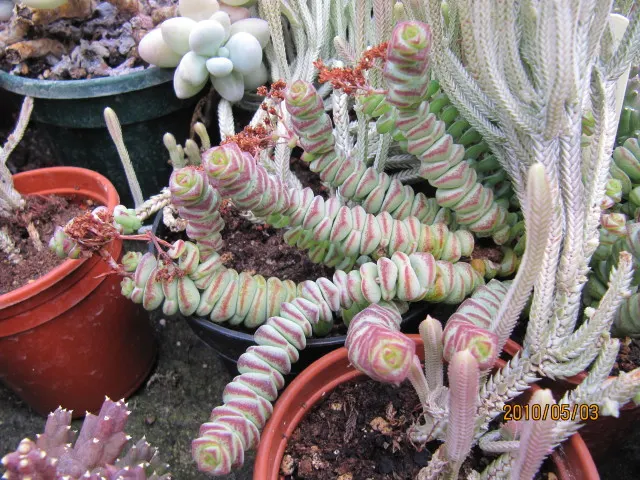 Necklace Vine (Crassula Perforata) — it is best to maintain the plant in containers that can be moved indoors to protect it from frost; coin-shaped leaves
