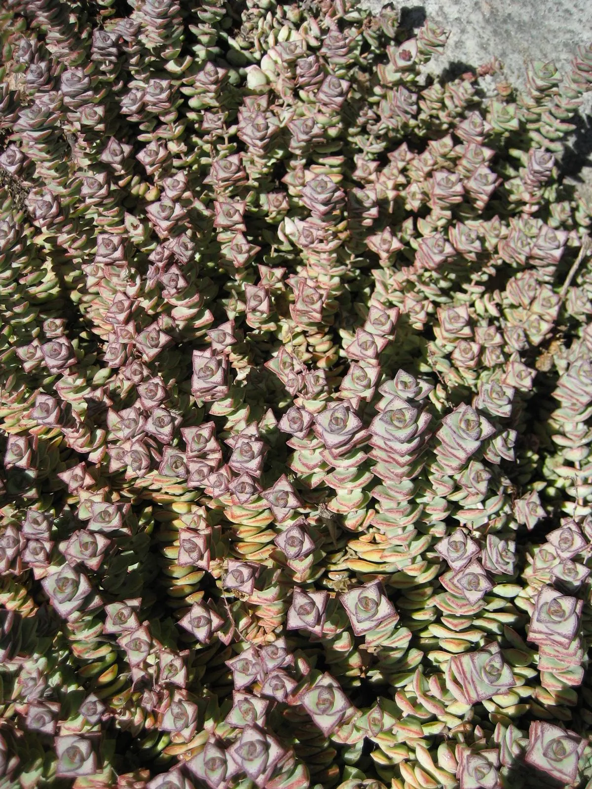 Necklace Vine (Crassula Perforata) — It thrives in well-draining soil with full to partial sun exposure; combined with its unique aesthetic, image 43