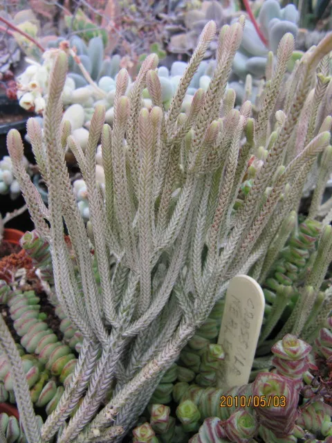 Necklace Vine (Crassula Perforata) — coin-shaped leaves that spiral up its stems resembling a string of beads