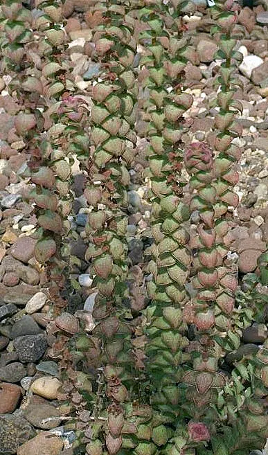 Necklace Vine (Crassula Perforata) — with at least 4 to 6 hours of sunlight per day to maintain optimal health and coloration