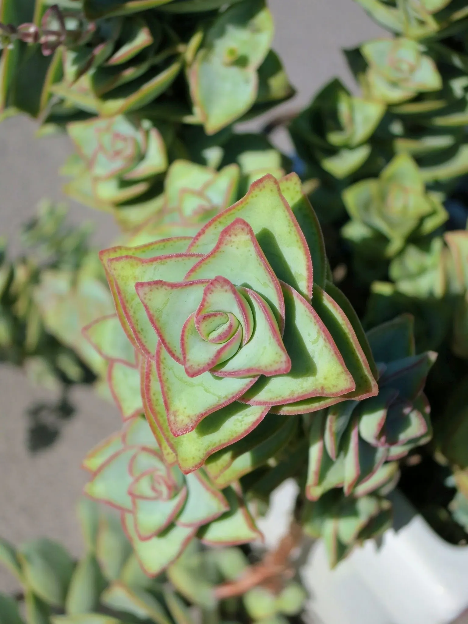 Necklace Vine (Crassula Perforata) — making it an exceptional choice for rock gardens or as a container accent