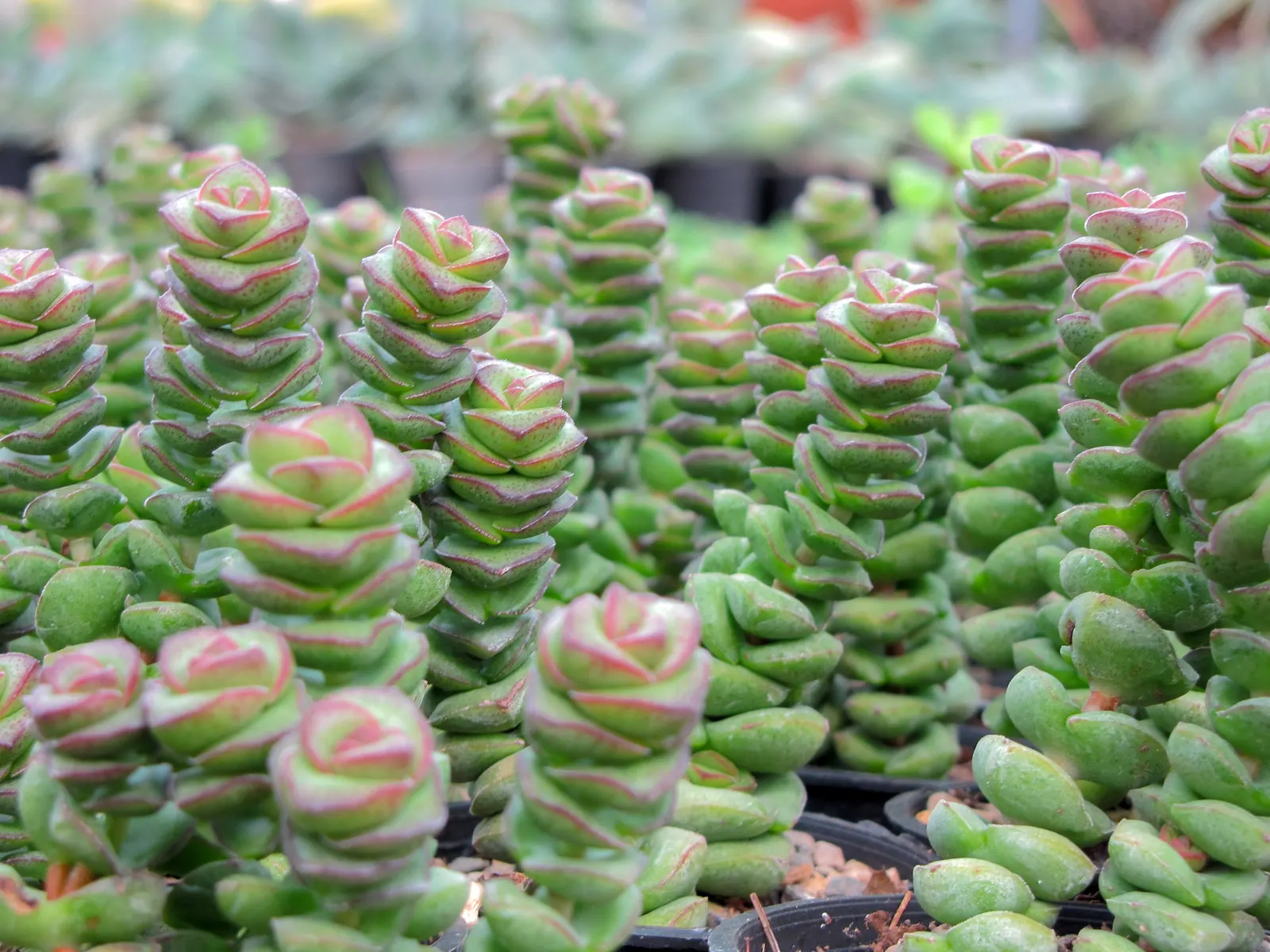 Necklace Vine (Crassula Perforata) — coin-shaped leaves that spiral up its stems resembling a string of beads; it requires full to partial sun, image 42