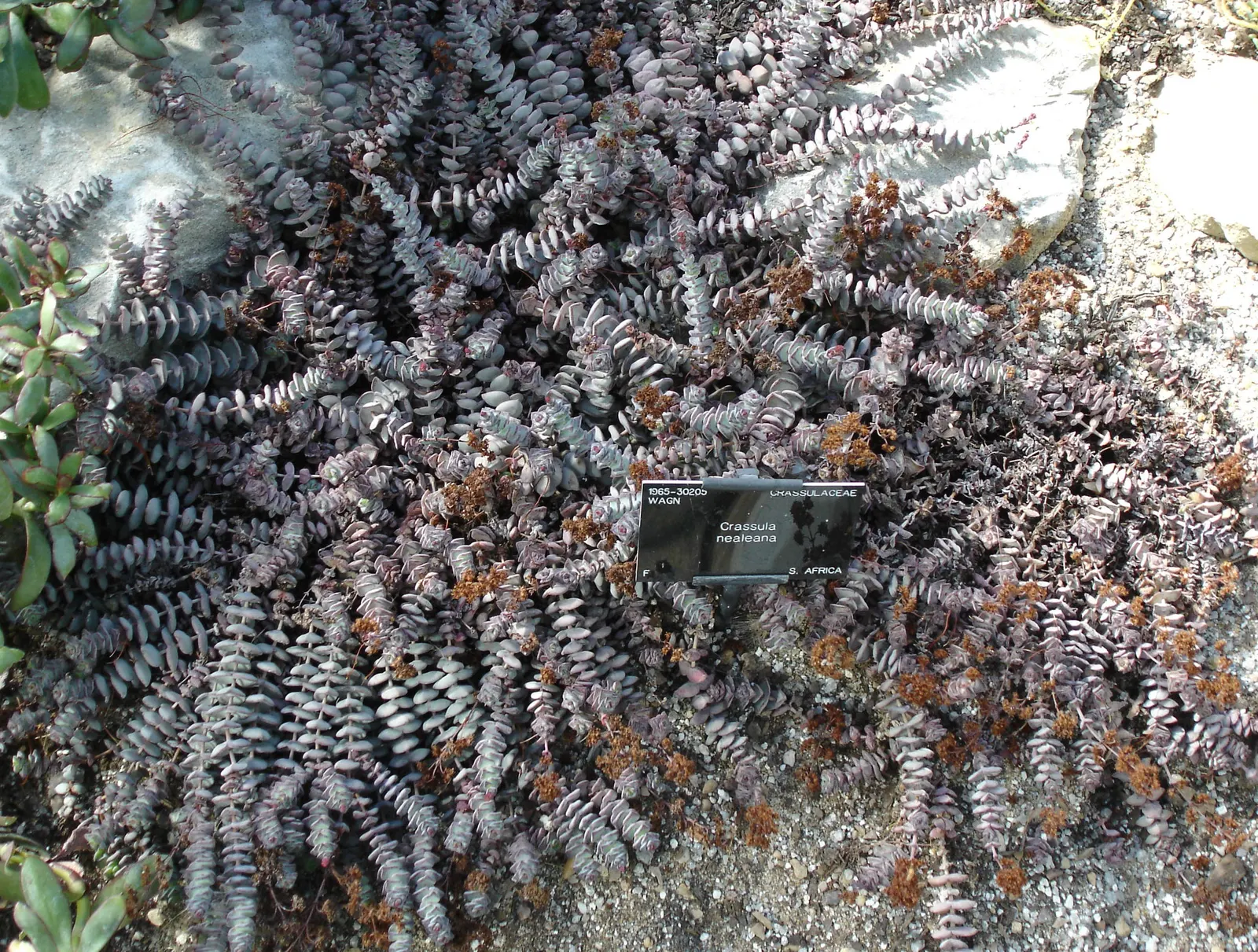 Necklace Vine (Crassula Perforata) — Its minimal upkeep and water requirements; it is best to maintain the plant in containers that can be moved indoors to