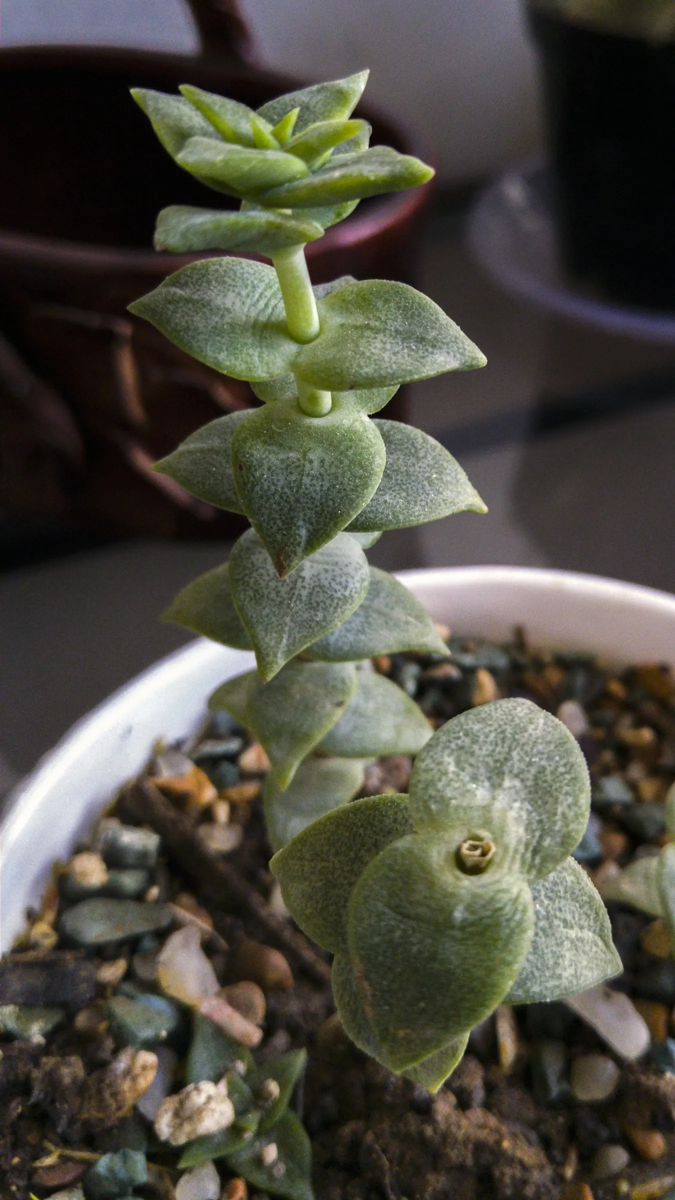 Necklace Vine (Crassula Perforata) — coin-shaped leaves which spiral around the stem