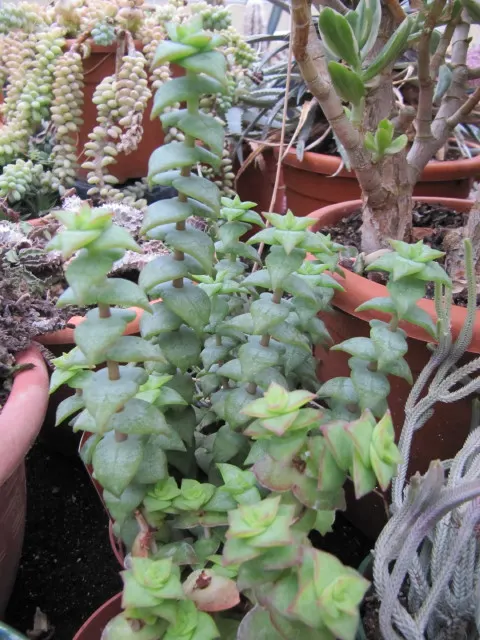 Necklace Vine (Crassula Perforata) — Minimal watering requirements and hardiness in USDA zones 9-12 suit a low-maintenance landscape