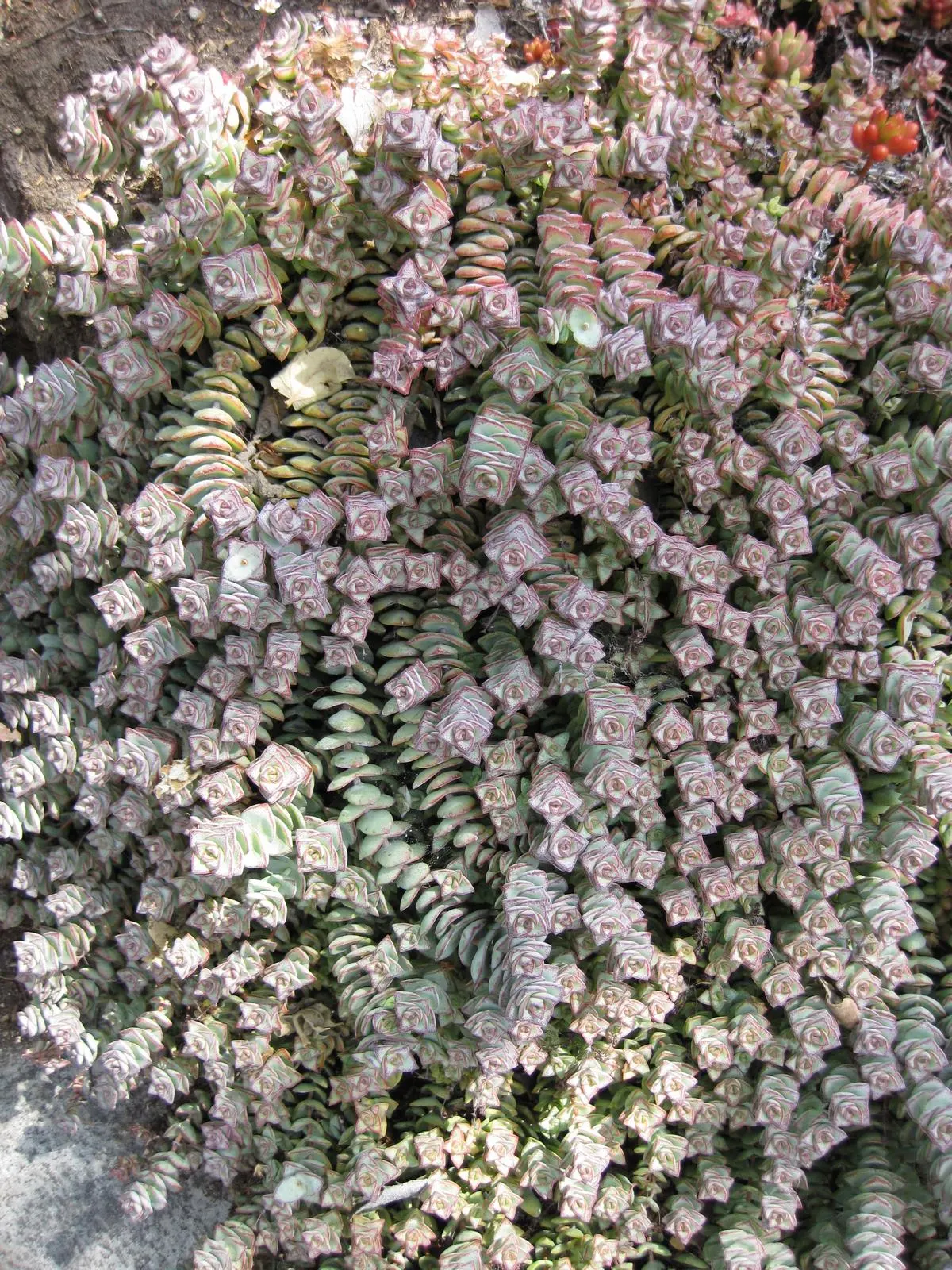 Necklace Vine (Crassula Perforata) — Mature plants reach up to 18 inches in height; making it an exceptional choice for rock gardens or as a, image 44