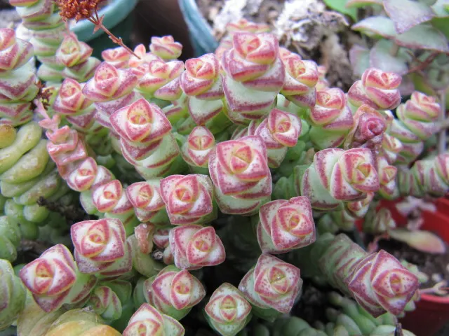 Necklace Vine (Crassula Perforata) — is an attractive succulent distinguished by its stacked
