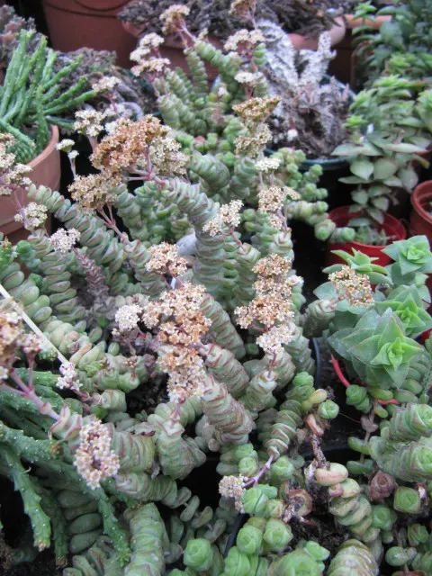 Necklace Vine (Crassula Perforata) — It thrives in well-draining soil with full to partial sun exposure