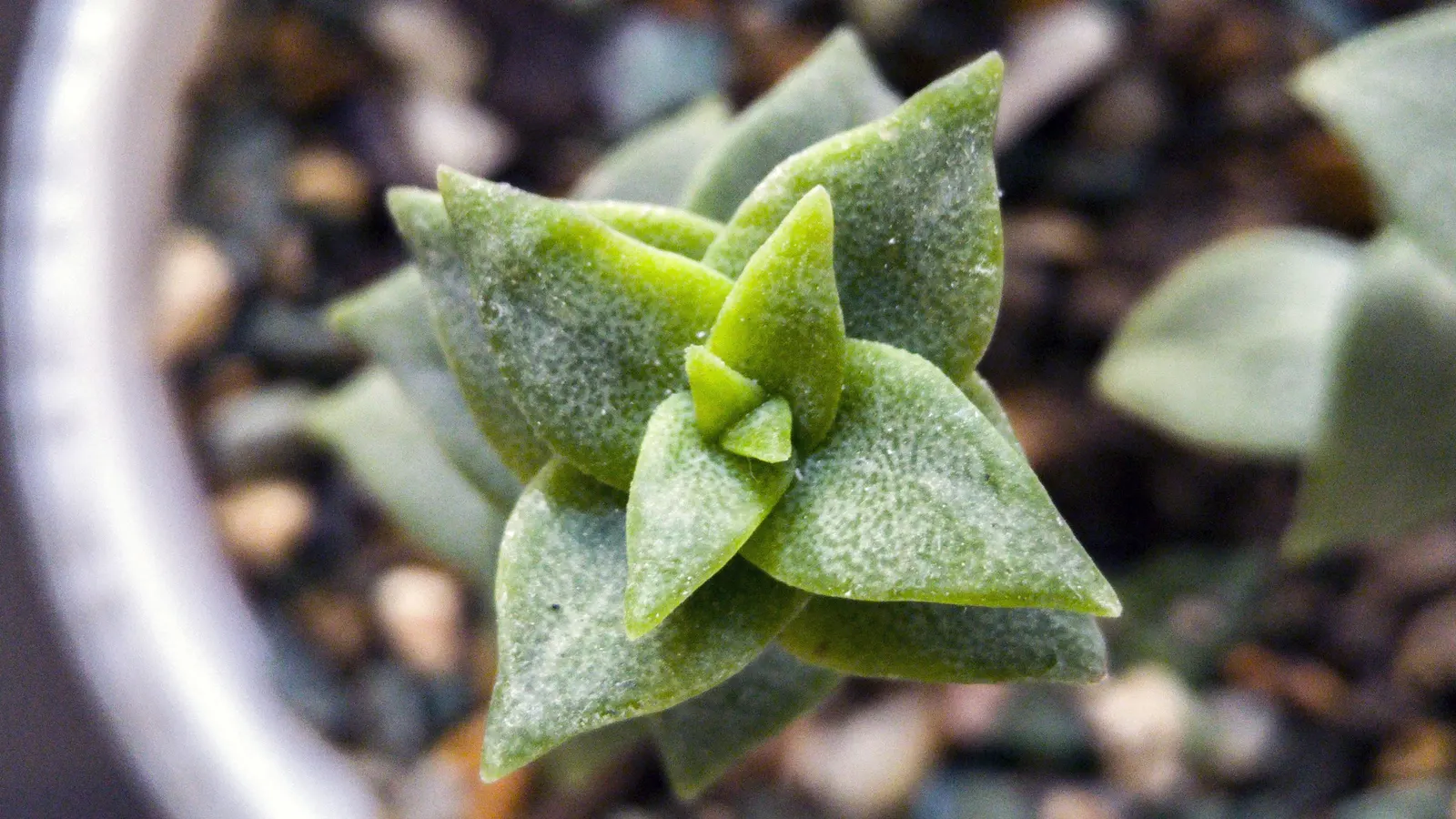 Necklace Vine (Crassula Perforata) — Mature plants reach up to 18 inches in height