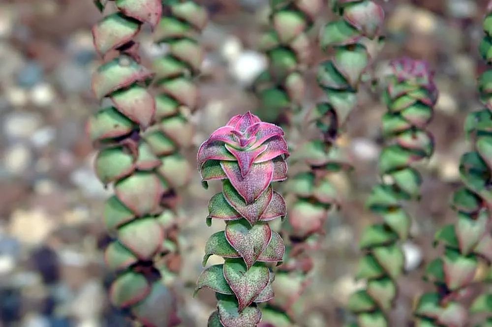 Necklace Vine (Crassula Perforata) — It requires full to partial sun exposure