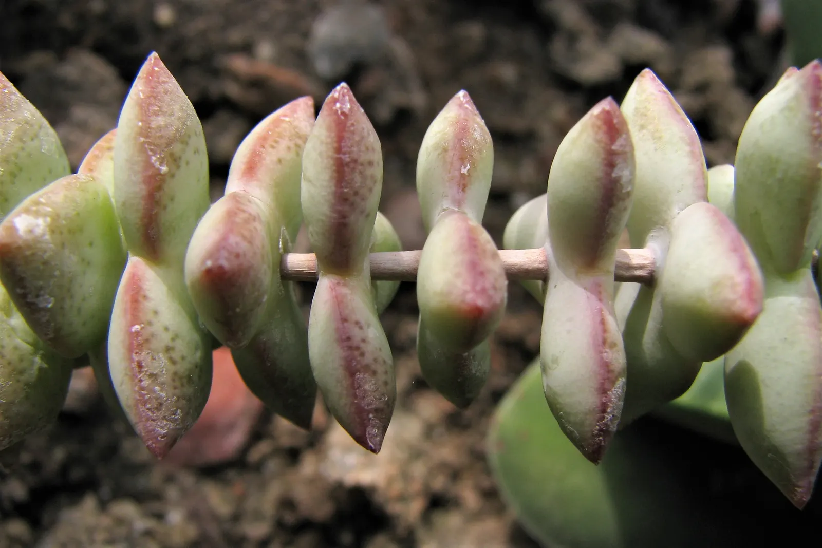 Necklace Vine (Crassula Perforata) — creating a visual impression reminiscent of a beaded necklace