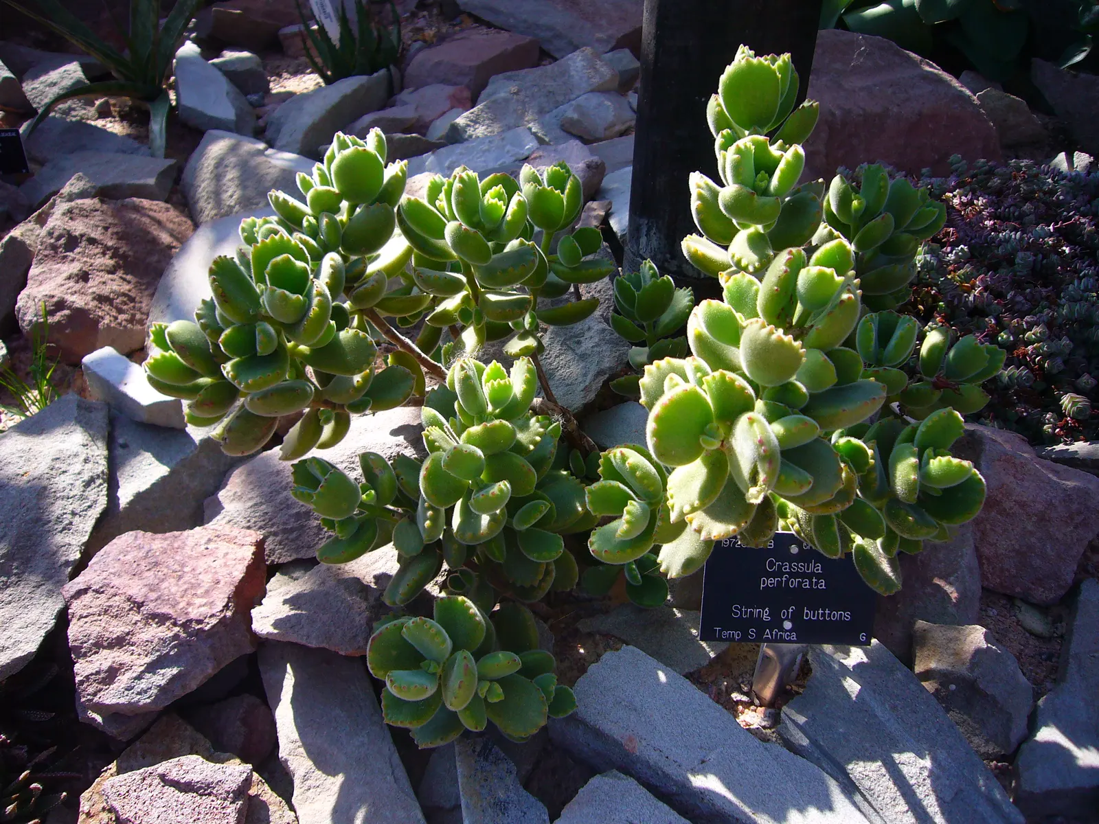 Necklace Vine (Crassula Perforata) — Minimal watering requirements and hardiness in USDA zones 9-12 suit a low-maintenance landscape; make the, image 46