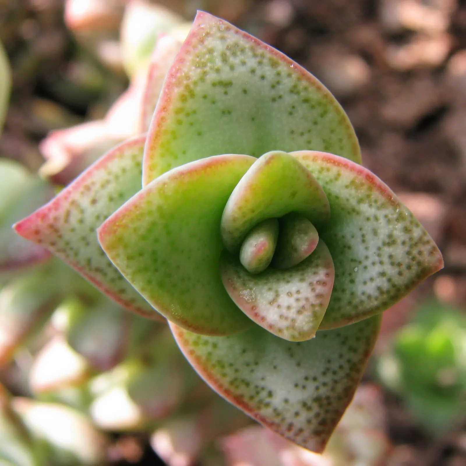 Necklace Vine (Crassula Perforata) — be sure to allow the soil to dry out completely between irrigation