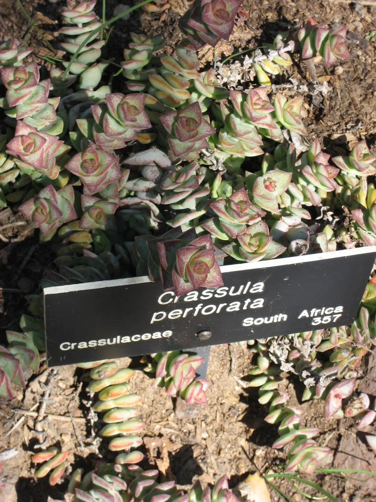 Necklace Vine (Crassula Perforata) — is a striking succulent with stacked; mature plants reach up to 18 inches in height, image 41