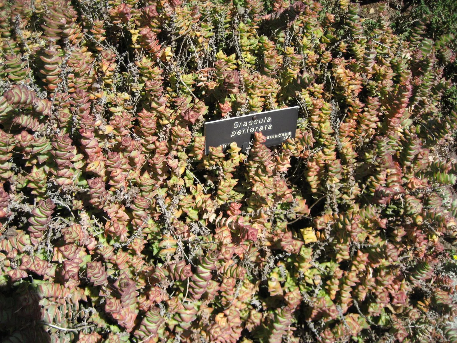 Necklace Vine (Crassula Perforata) — shrub / succulent for full or half; its minimal upkeep and water requirements