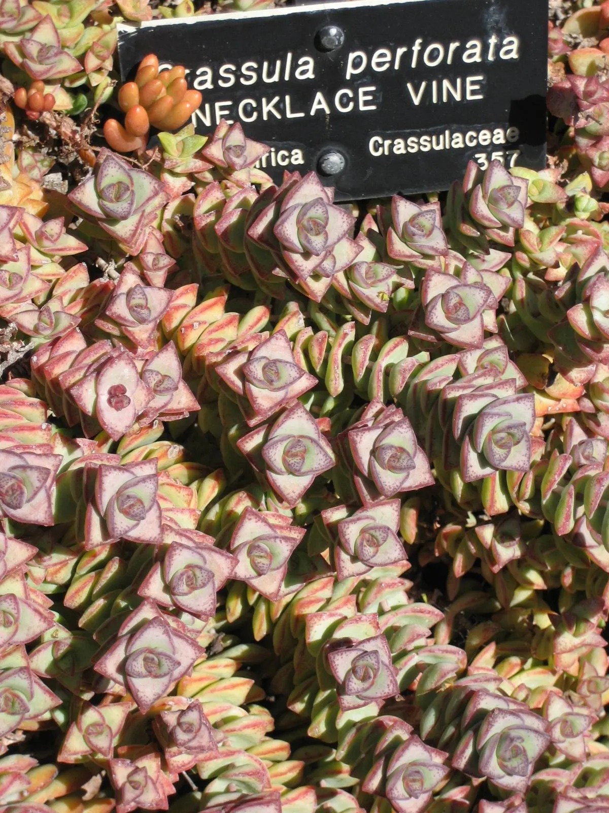 Necklace Vine (Crassula Perforata) — combined with its unique aesthetic; it thrives in well-draining soil with full to partial sun exposure