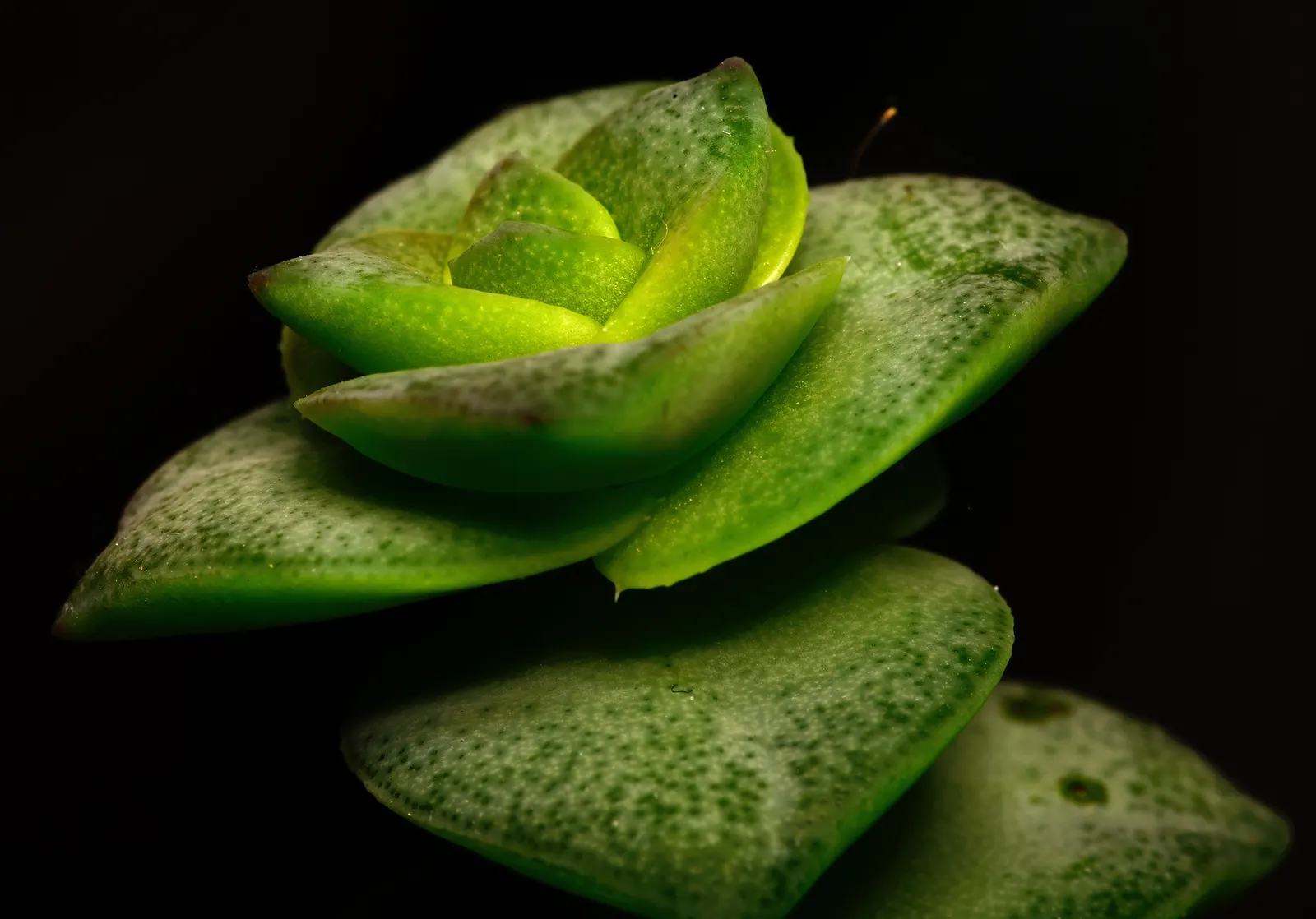 Necklace Vine (Crassula Perforata) — scientifically known as Crassula perforata; minimal watering requirements and hardiness in USDA zones 9-12, image 47