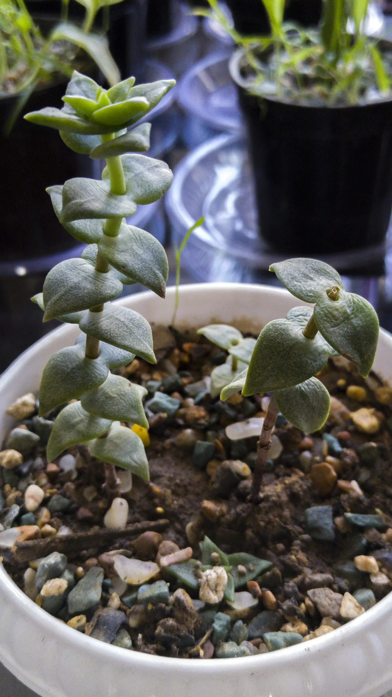 Necklace Vine (Crassula Perforata) — scientifically known as Crassula perforata