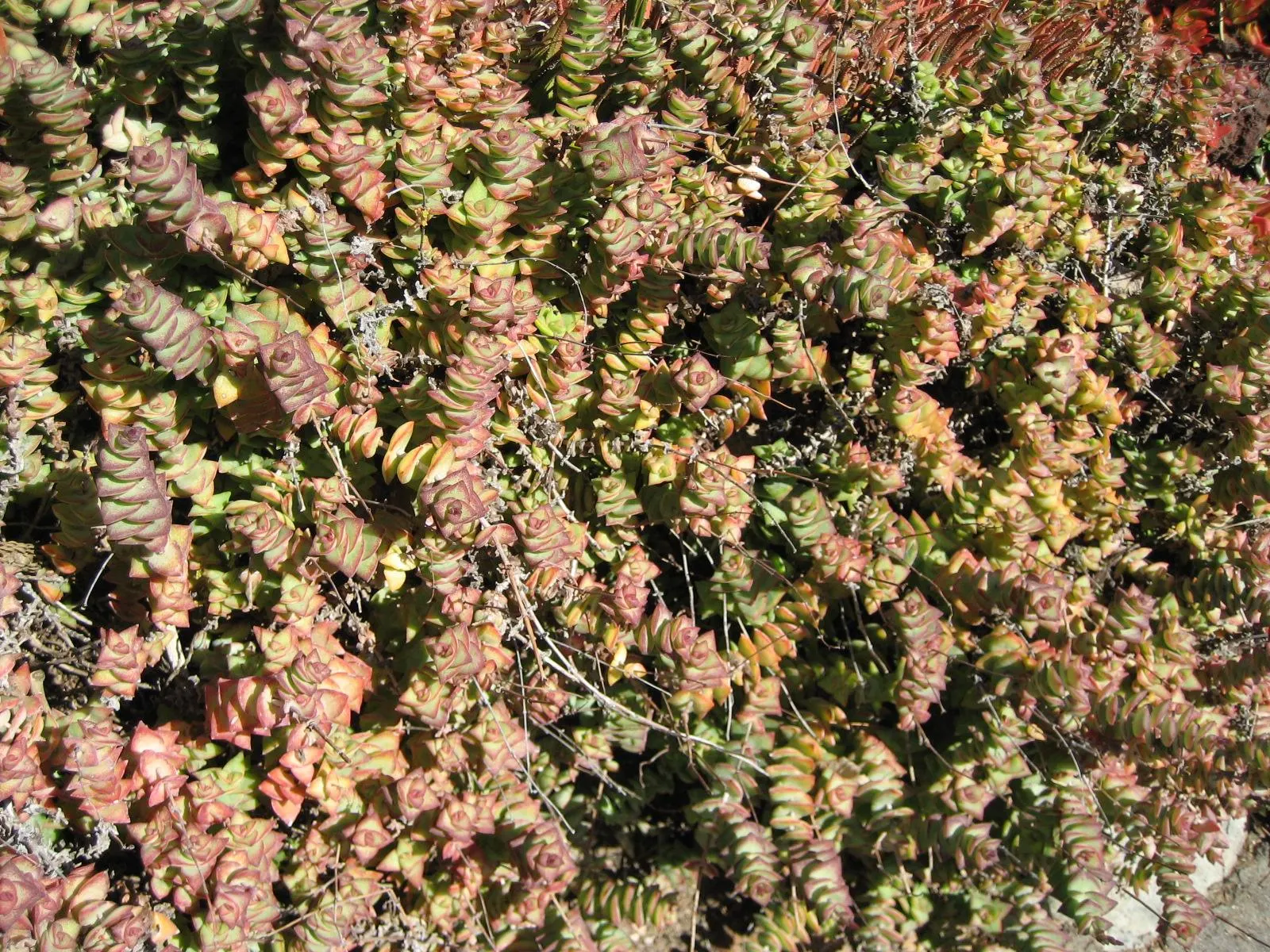 Necklace Vine (Crassula Perforata) — making it an exceptional choice for rock gardens or as a container accent; with at least 4 to 6 hours of, image 45