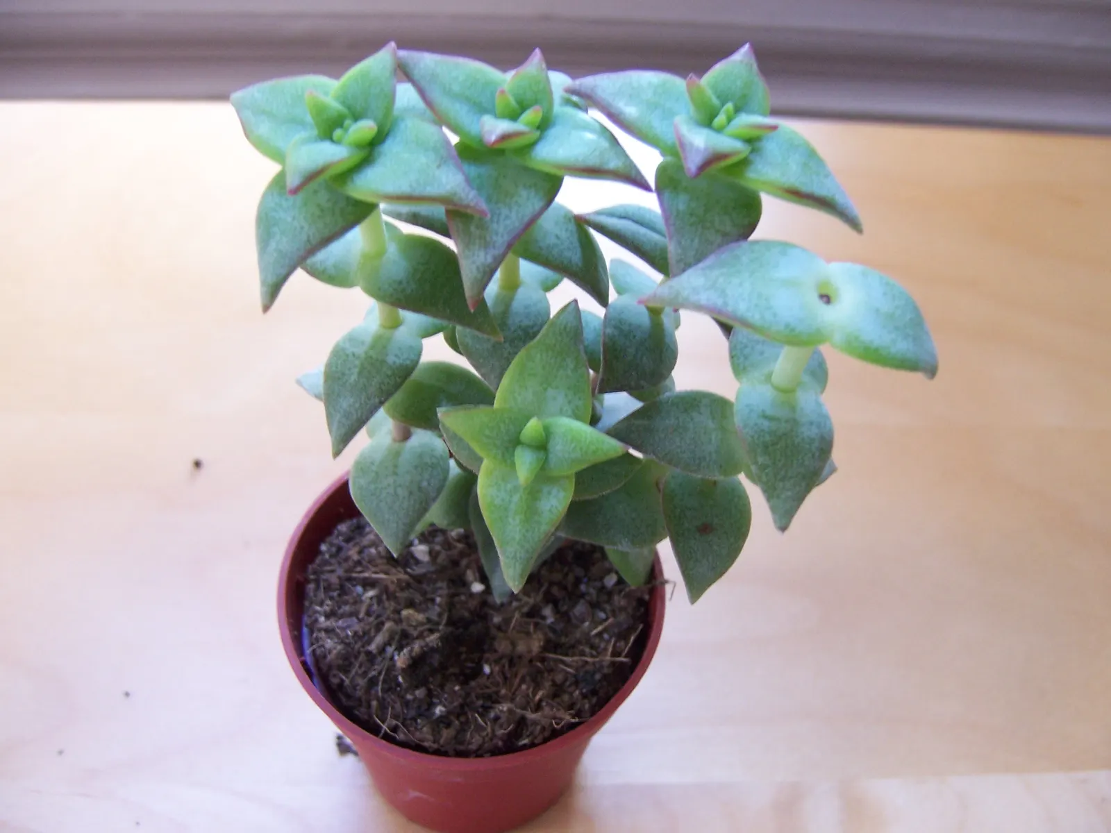 Necklace Vine (Crassula Perforata) — as overwatering can lead to root rot.<br><br>Although Crassula perforata is low-maintenance; in regions where temperatures