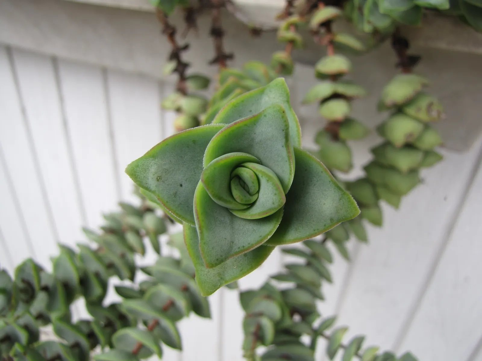Necklace Vine (Crassula Perforata) — It thrives in well-draining soil with full to partial sun exposure; combined with its unique aesthetic