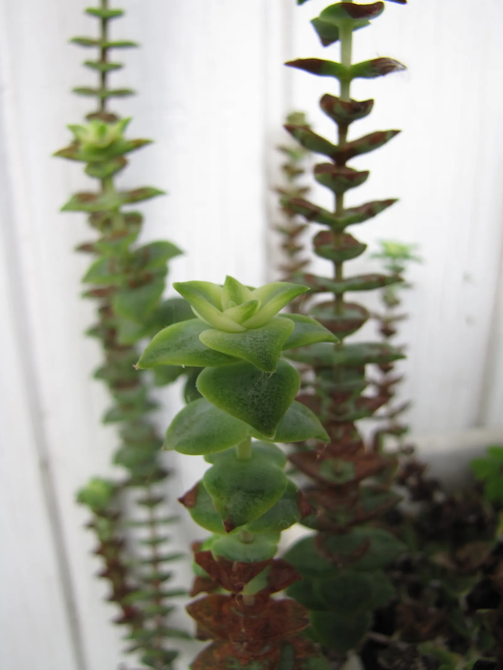 Necklace Vine (Crassula Perforata) — combined with its unique aesthetic