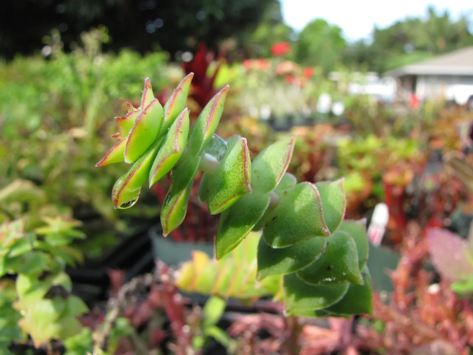 Necklace Vine (Crassula Perforata) — be sure to allow the soil to dry out completely between irrigation; is an attractive succulent distinguished by its stacked