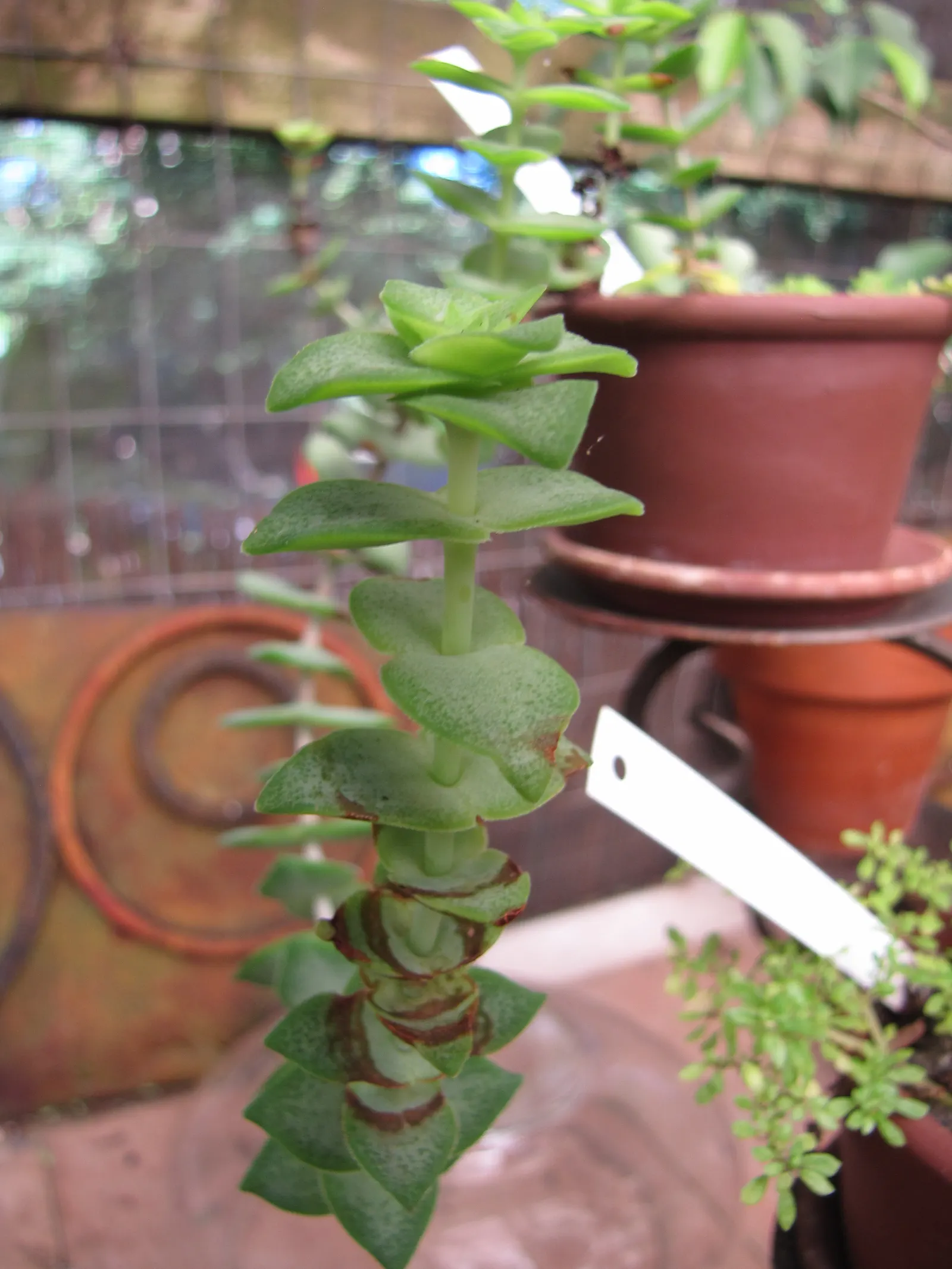 Necklace Vine (Crassula Perforata) — In regions where temperatures drop below freezing