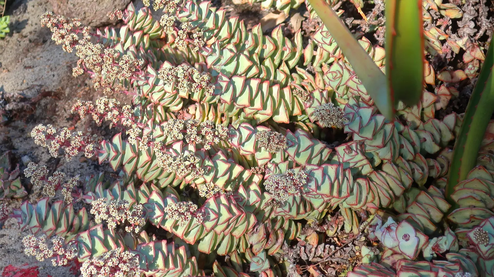 Necklace Vine (Crassula Perforata) — is a striking succulent with stacked