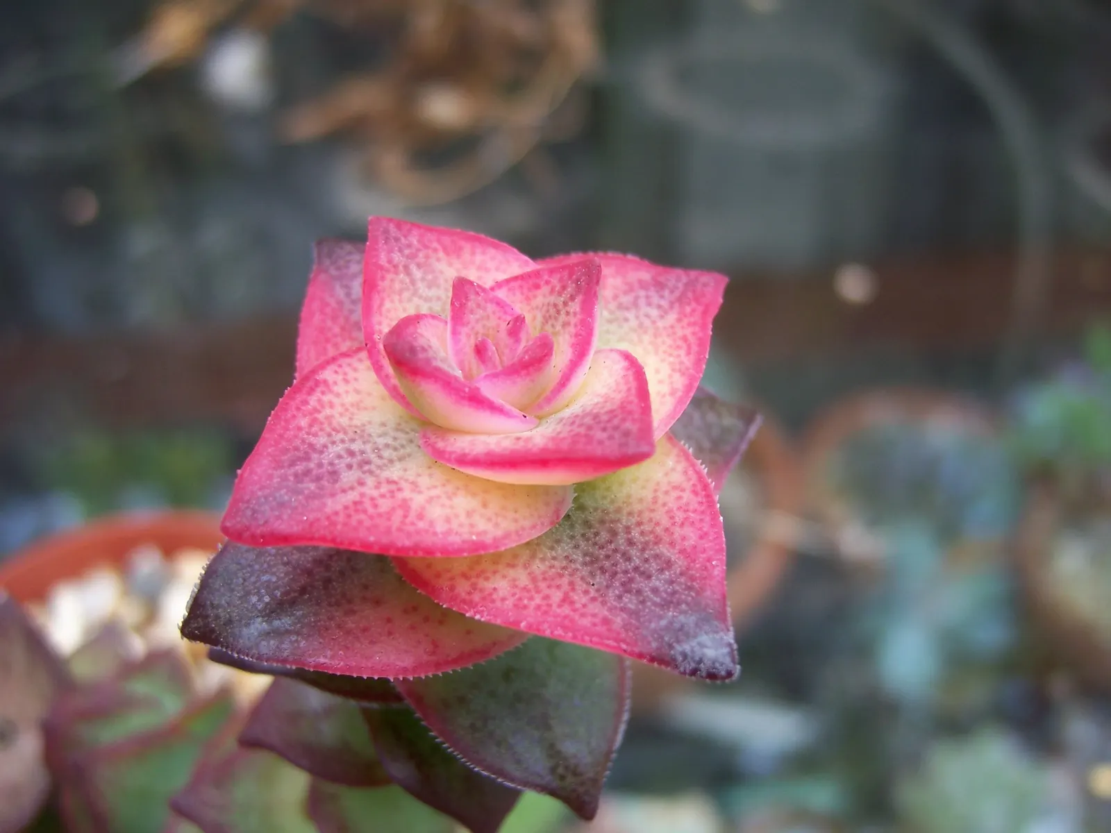 Necklace Vine (Crassula Perforata) — It requires full to partial sun exposure; as overwatering can lead to root rot.<br><br>Although Crassula perforata is