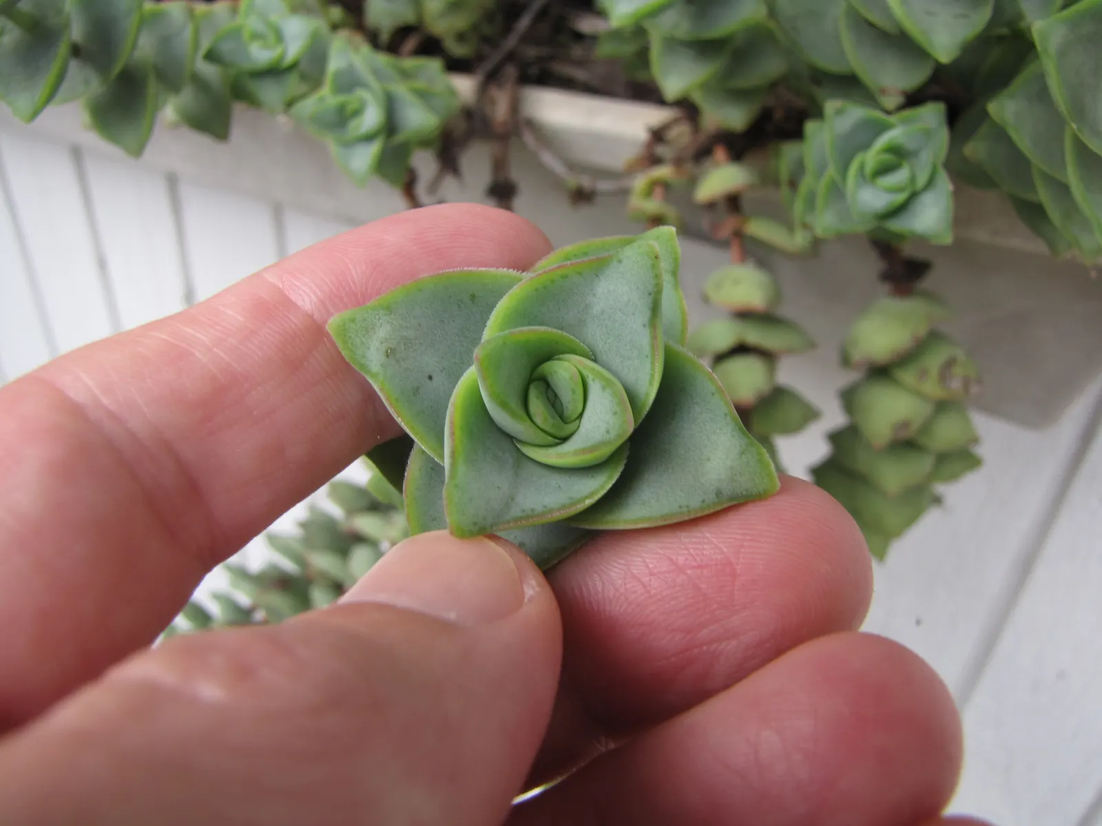 Necklace Vine (Crassula Perforata) — coin-shaped leaves that spiral up its stems resembling a string of beads; it requires full to partial sun exposure