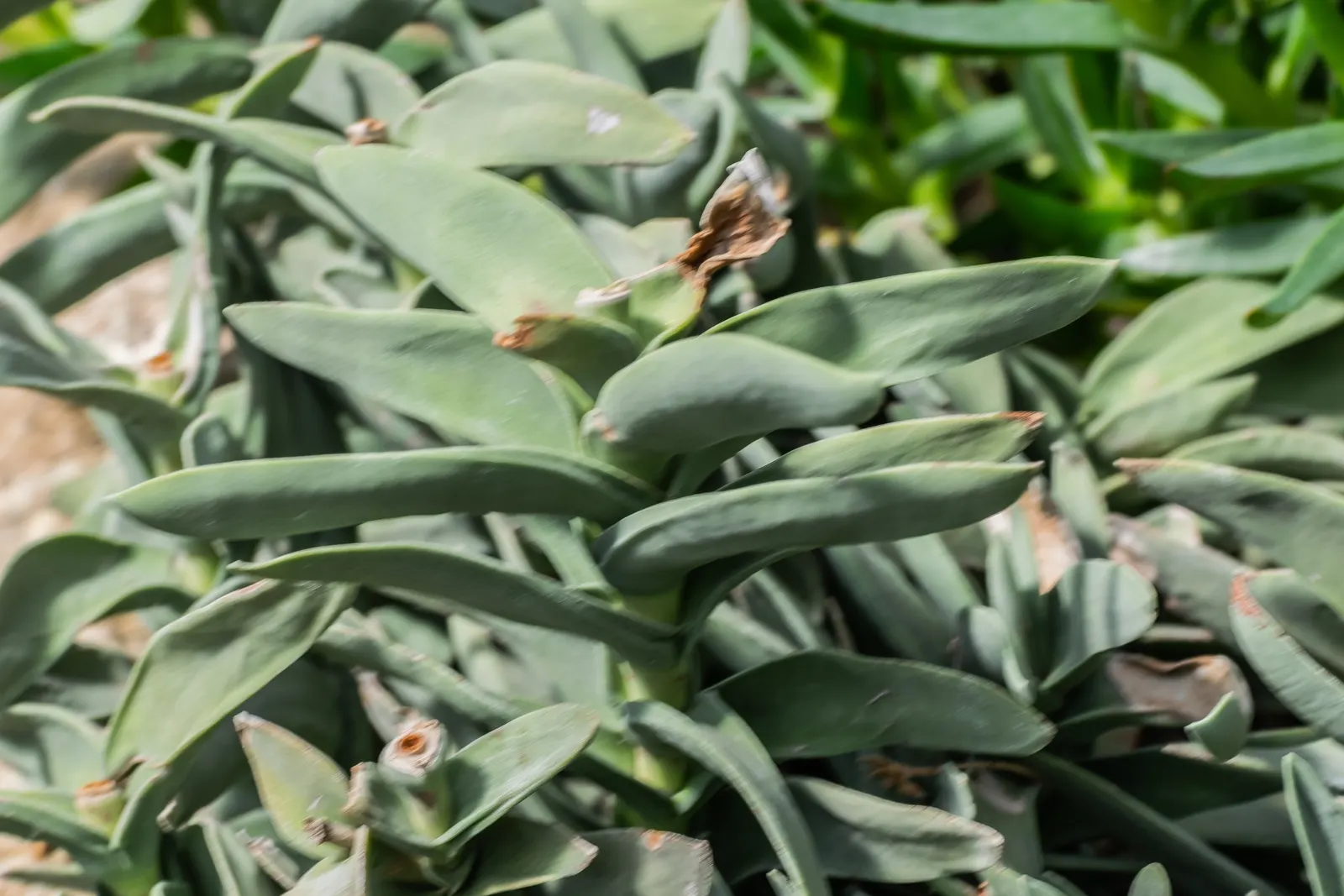Necklace Vine (Crassula Perforata) — making it an exceptional choice for rock gardens or as a container accent; with at least 4 to 6 hours of sunlight per day