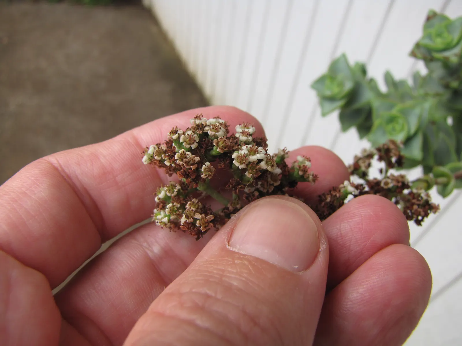Necklace Vine (Crassula Perforata) — shrub / succulent for full or half