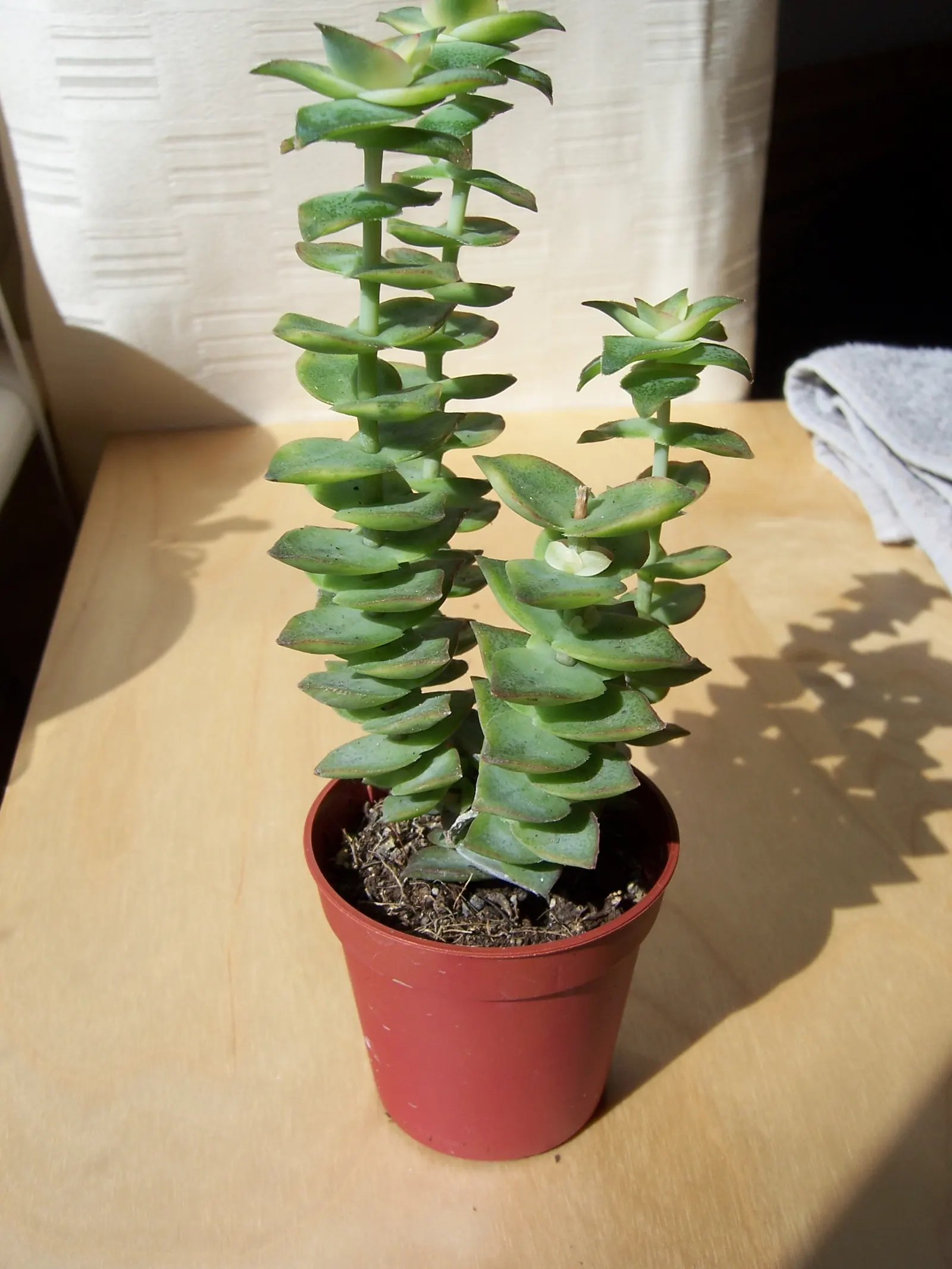 Necklace Vine (Crassula Perforata) — scientifically known as Crassula perforata; minimal watering requirements and hardiness in USDA zones 9-12 suit a