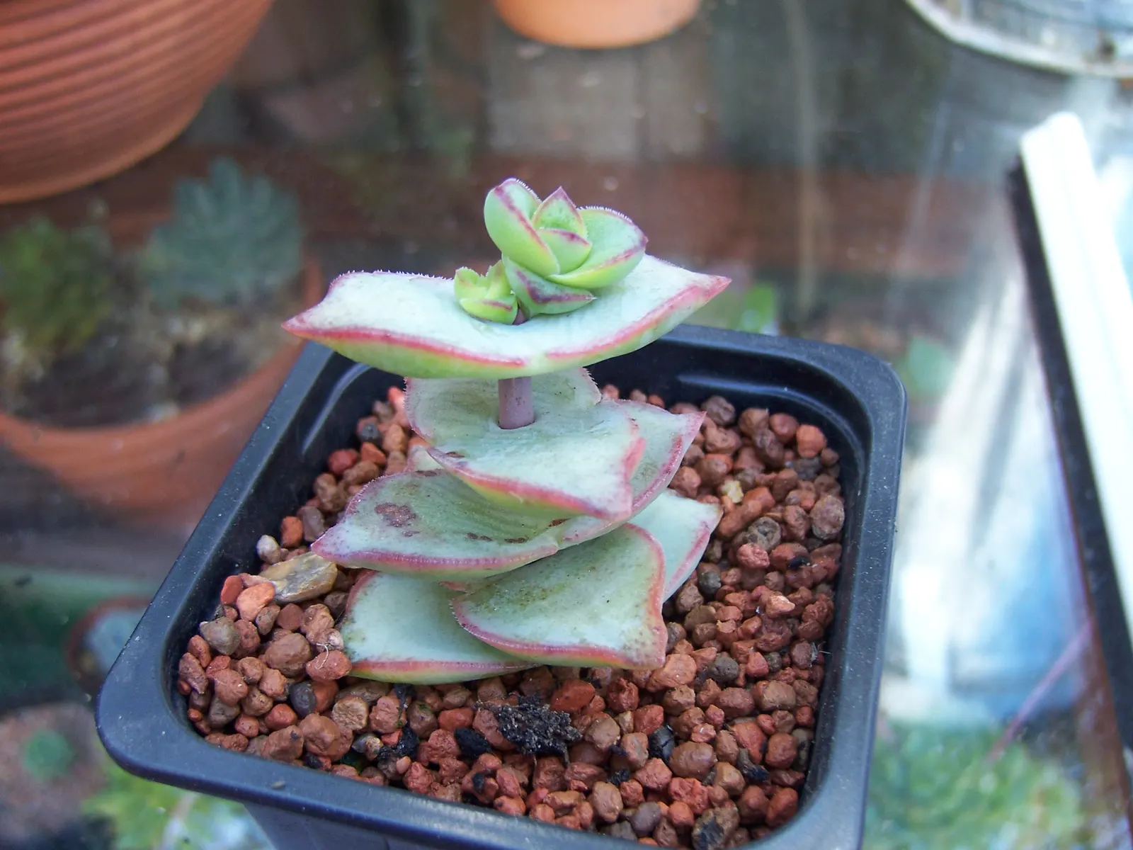 Necklace Vine (Crassula Perforata) — Minimal watering requirements and hardiness in USDA zones 9-12 suit a low-maintenance landscape; make the Necklace Vine a
