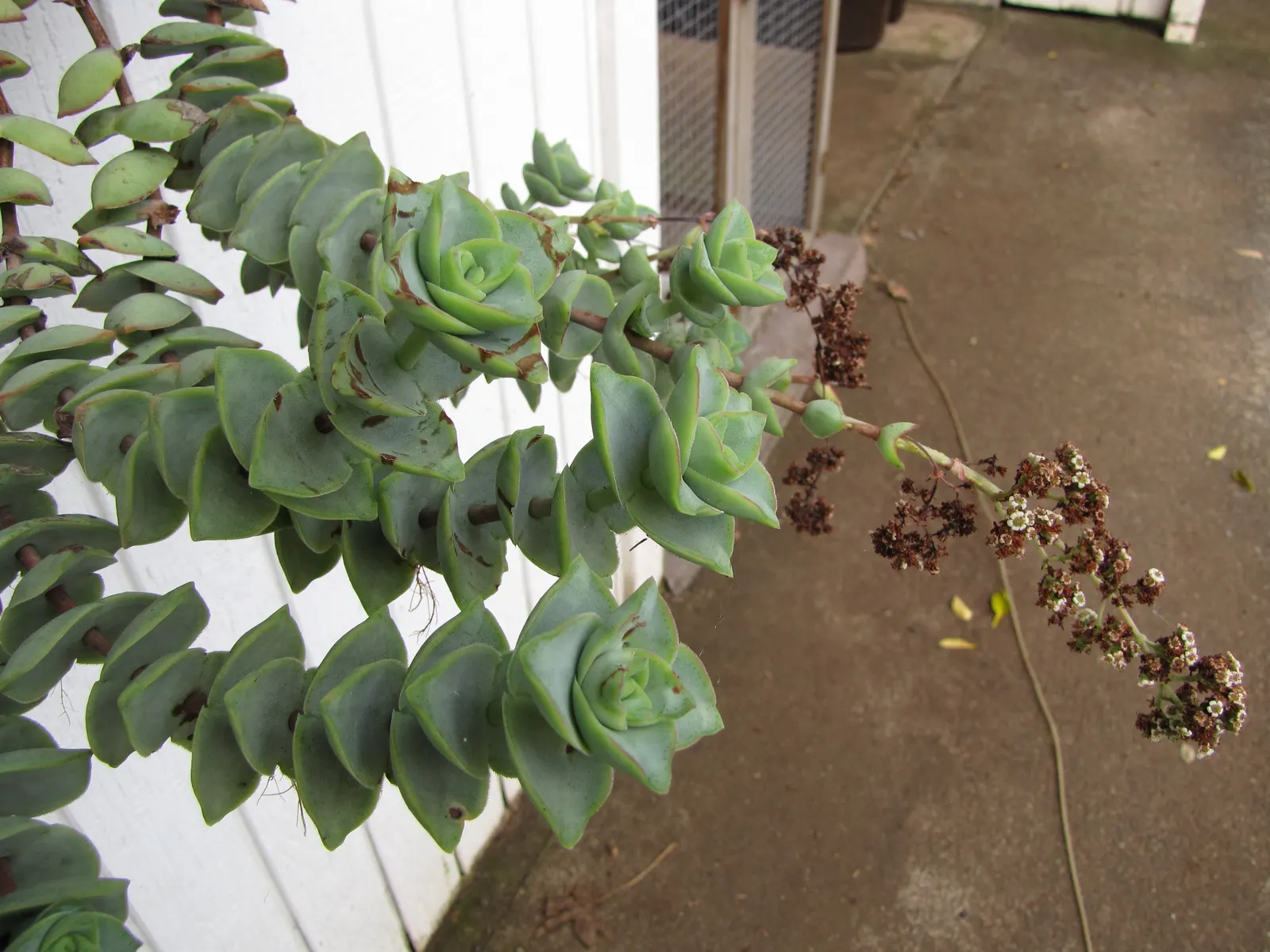 Necklace Vine (Crassula Perforata) — with at least 4 to 6 hours of sunlight per day to maintain optimal health and coloration; is a striking succulent with