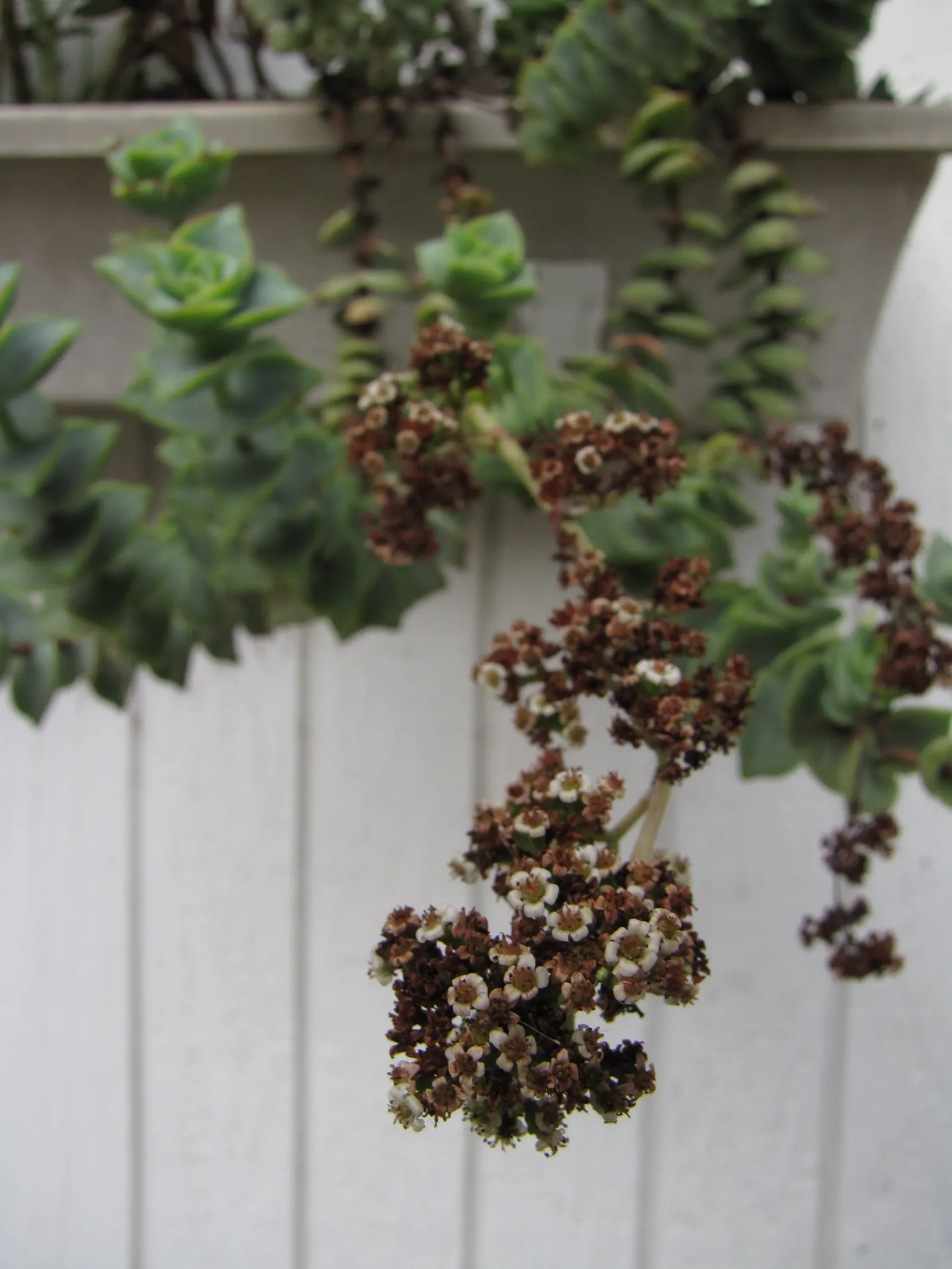 Necklace Vine (Crassula Perforata) — make the Necklace Vine a desirable and conversation-inspiring addition to any landscape design