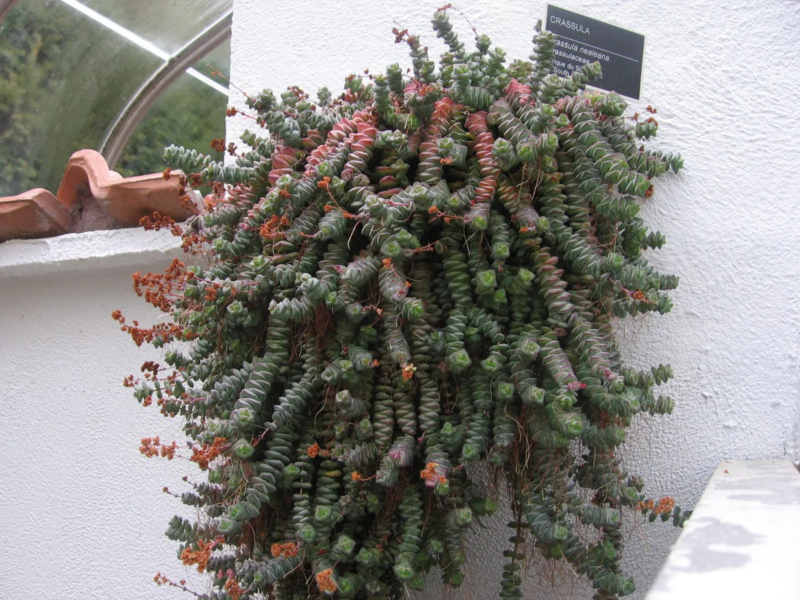 Necklace Vine (Crassula Perforata) — Its minimal upkeep and water requirements