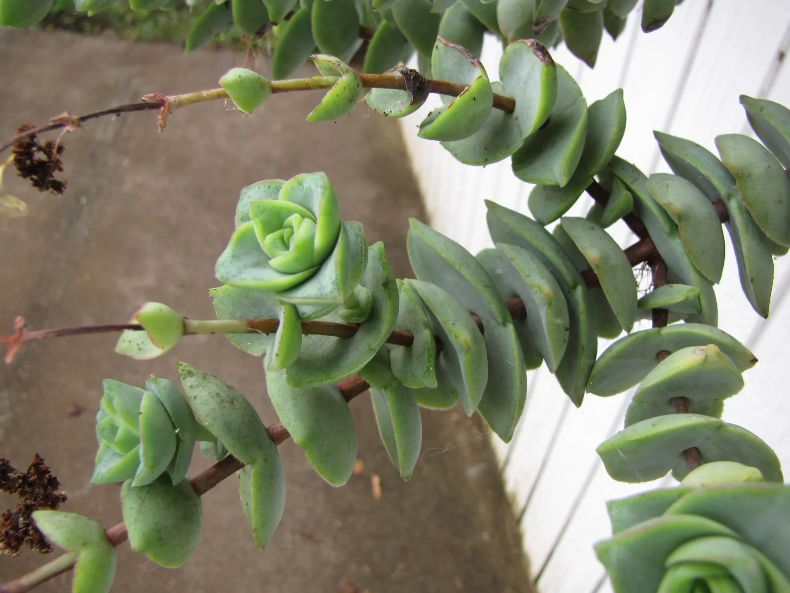 Necklace Vine (Crassula Perforata) — it is best to maintain the plant in containers that can be moved indoors to protect it from frost