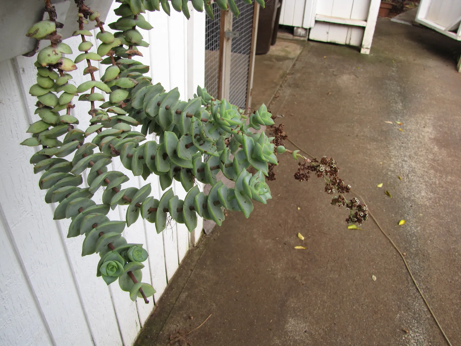 Necklace Vine (Crassula Perforata) — Mature plants reach up to 18 inches in height; making it an exceptional choice for rock gardens or as a container accent