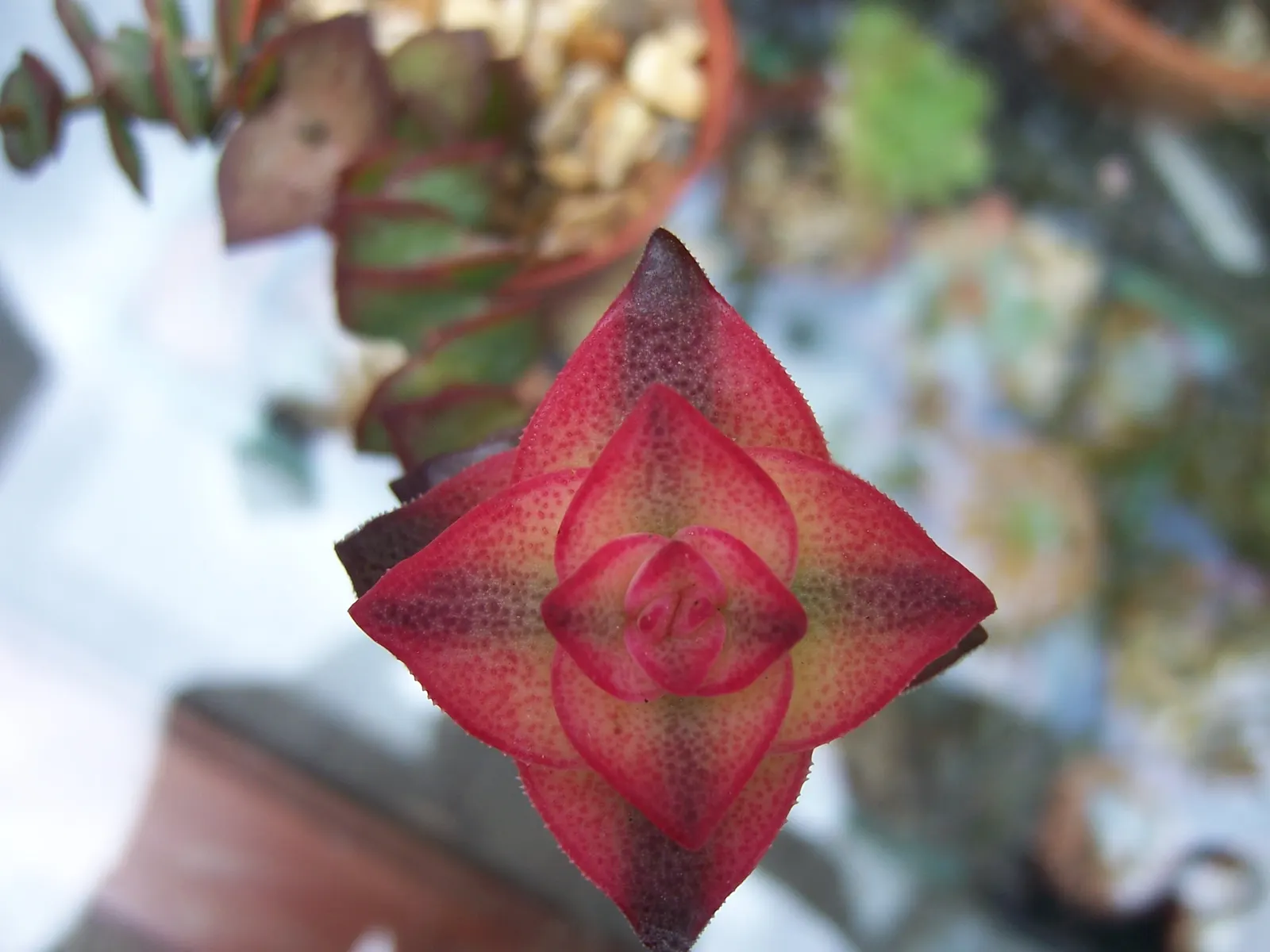 Necklace Vine (Crassula Perforata) — is an attractive succulent distinguished by its stacked; be sure to allow the soil to dry out completely between irrigation