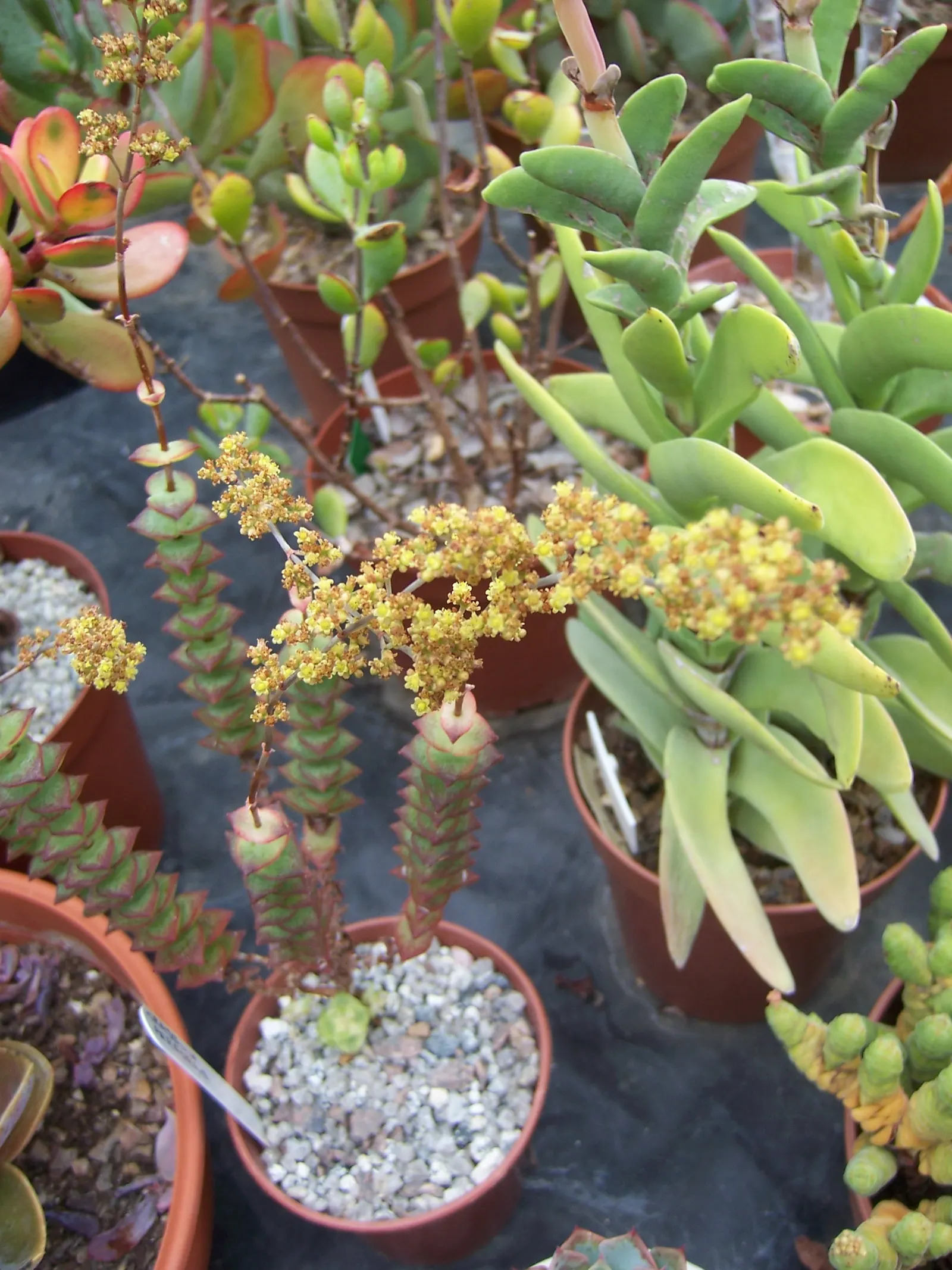 Necklace Vine (Crassula Perforata) — coin-shaped leaves which spiral around the stem; shrub / succulent for full or half
