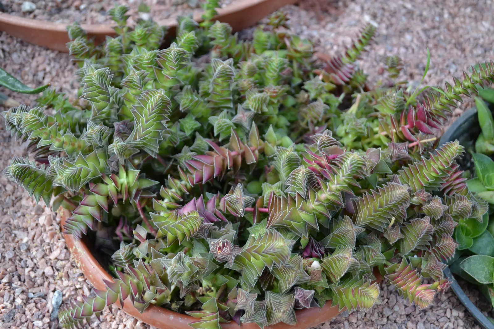 Necklace Vine (Crassula Perforata) — In regions where temperatures drop below freezing; coin-shaped leaves that spiral up its stems resembling a string of beads